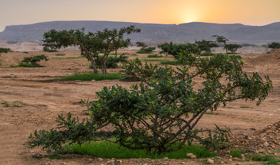アジアの農場の風景