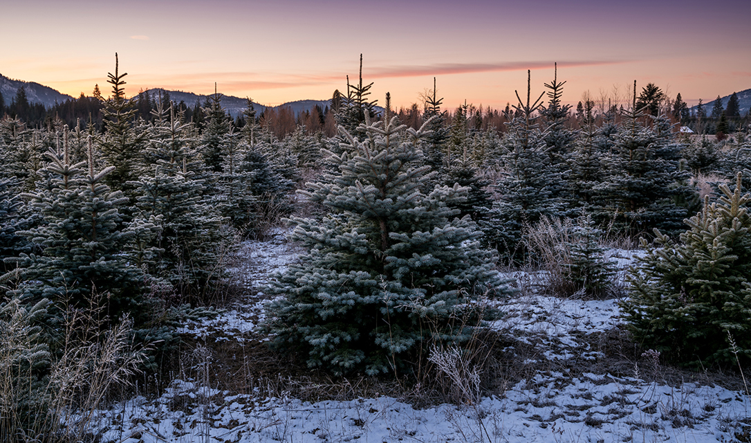 北アメリカの農場の風景